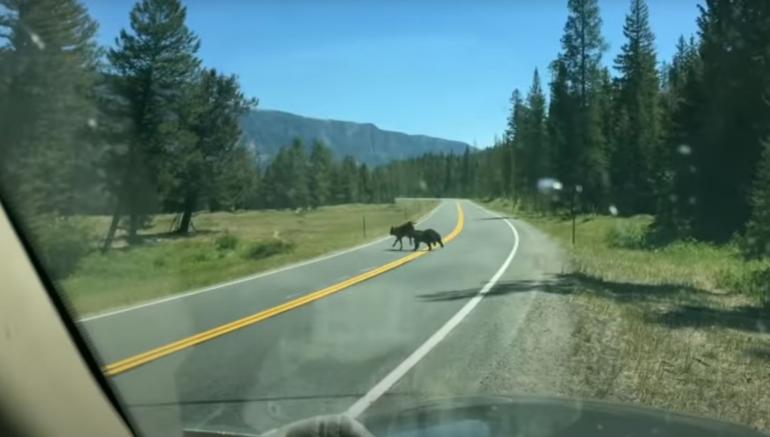 Bear chasing cow