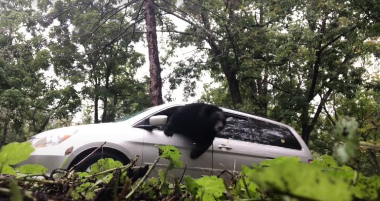 Bear escaping from van