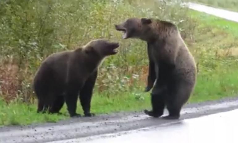 Bearfight in BC