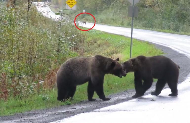 Bear vs bear, with wolf