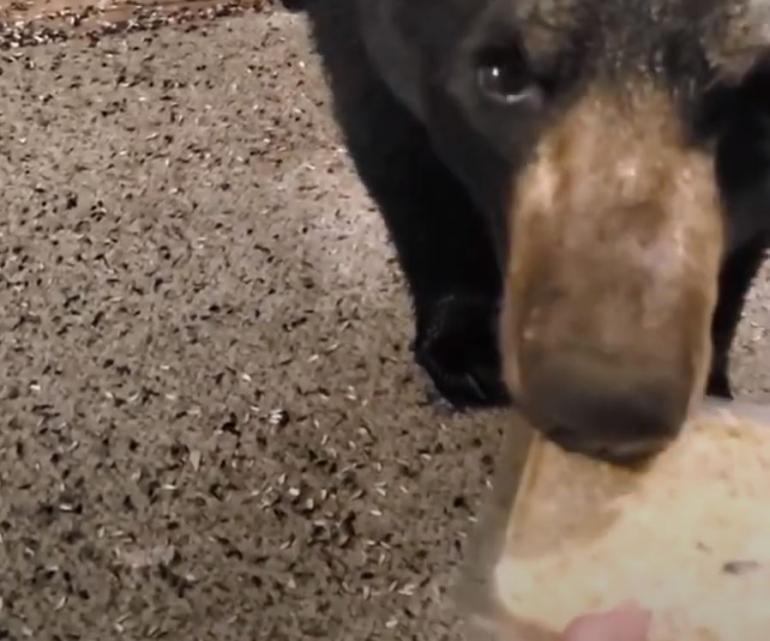 Hand-feeding bear