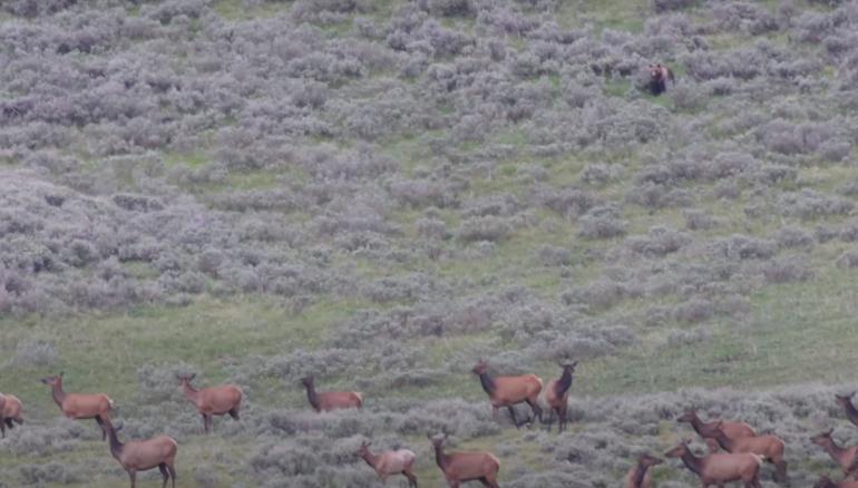 Bear chasing herd of elk 