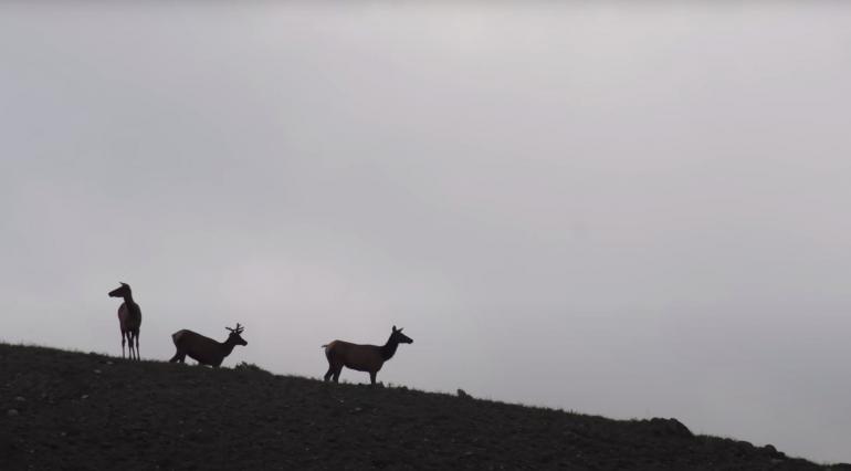 Elk herd silhouetted against Big Sky