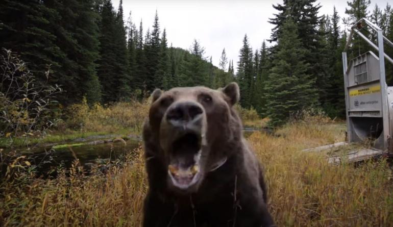VIDEO: Seriously Pissed-off Bear Attacks Camera After Being Released