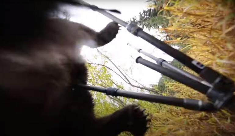 Bear attacking camera
