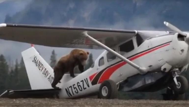 Bear on plane