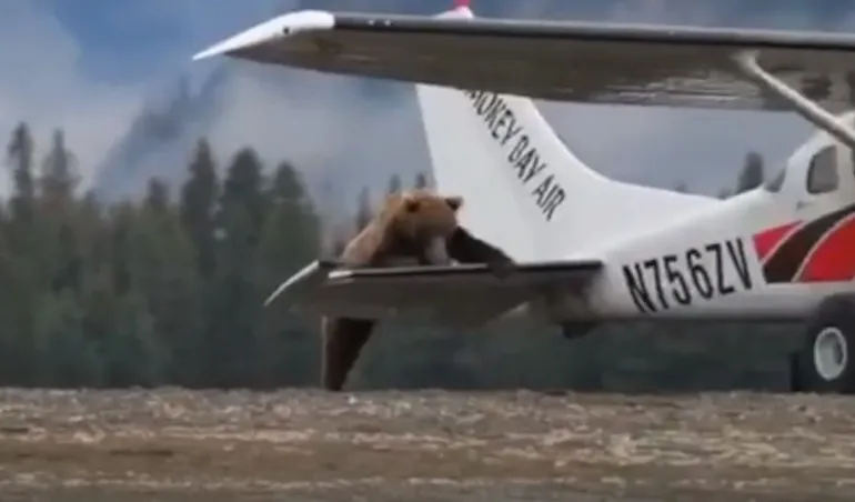 Bear climbing onto plane