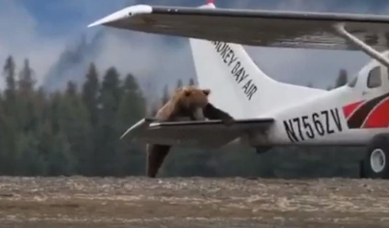Bear climbing onto plane