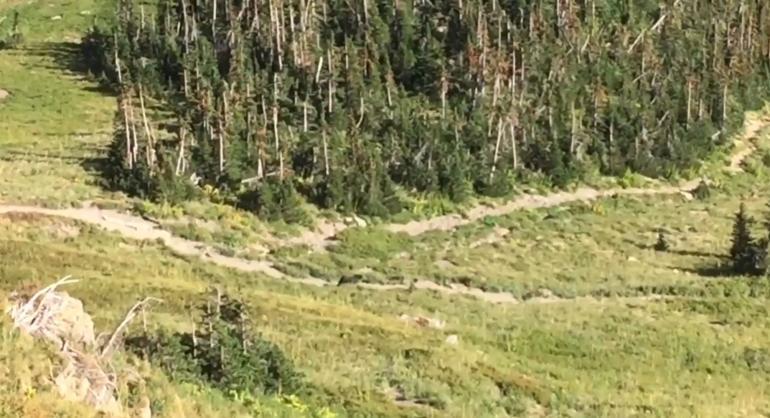 Bear running toward hikers, Glacier