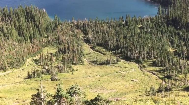 Grizzly and Hikers at Hidden Lake