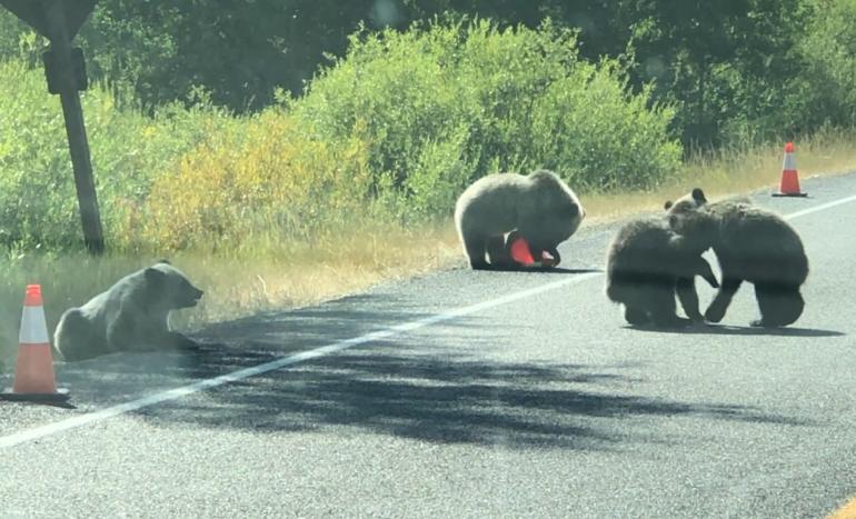 Griz 399's cubs on road