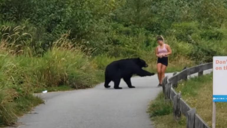 Bear reaching towards jogger