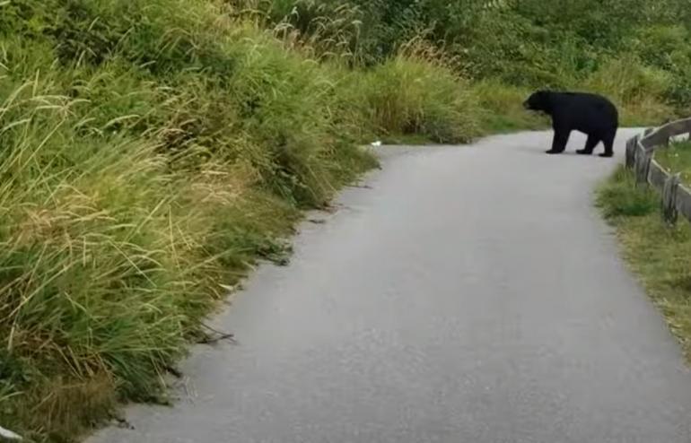 Bear swats jogger