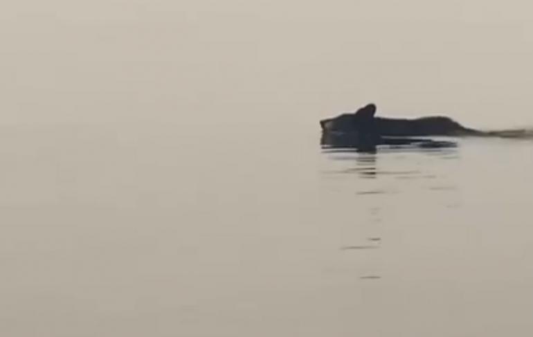 Bear swimming on Flathead Lake