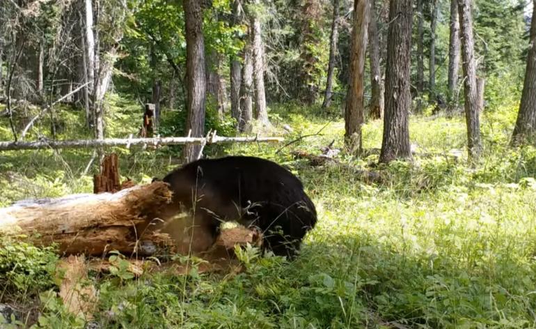 Bear vs tree: the aftermath