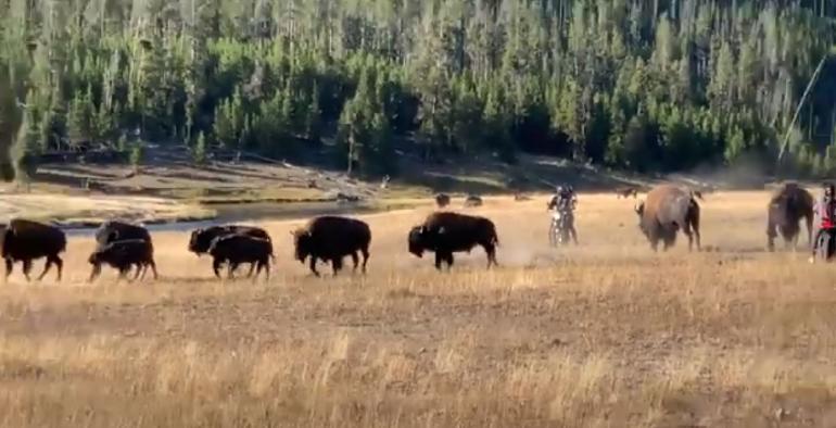 Bikers harassing bison