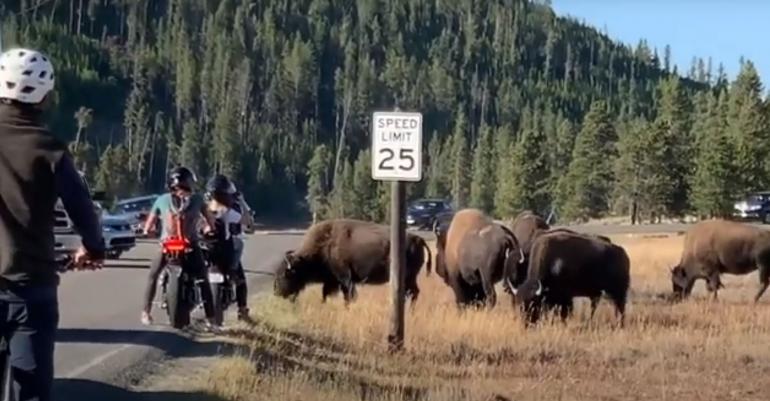 Biker with bison