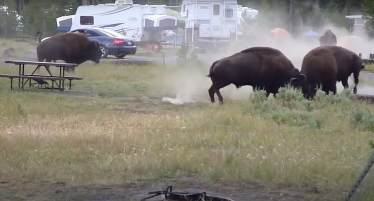 Bison battle in Yellowstone campsite