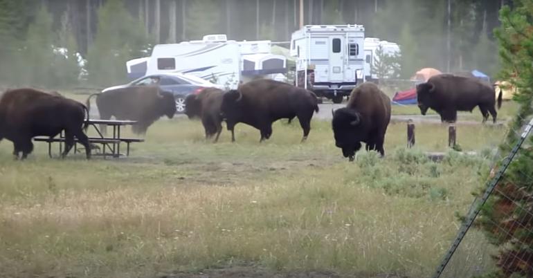 Night of the living bison
