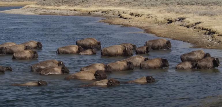 Bison rut