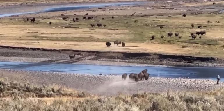 Tourists too close to bison