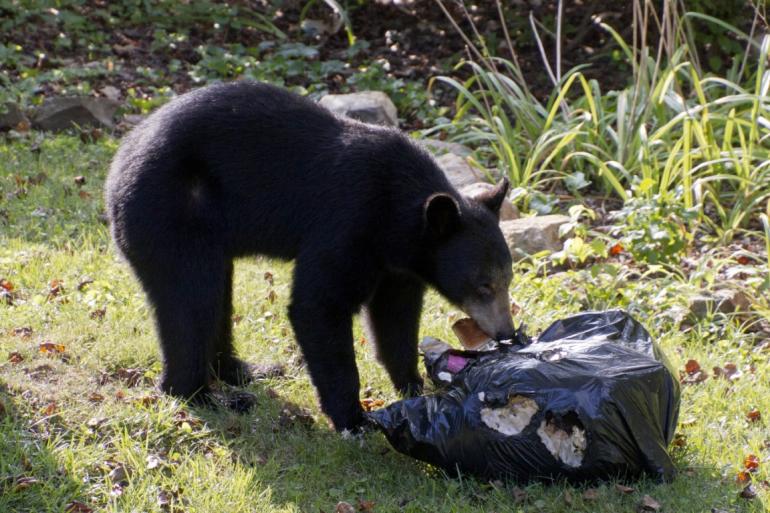 Black bear in garbage
