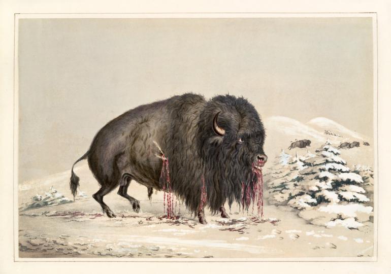 Bloody Buffalo illustration