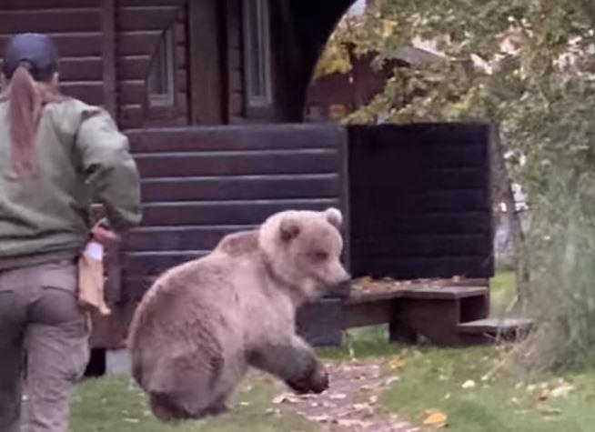 Brooks Falls ranger moving bears