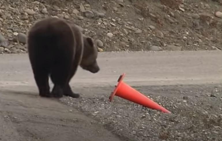 Bear looks at traffic cone