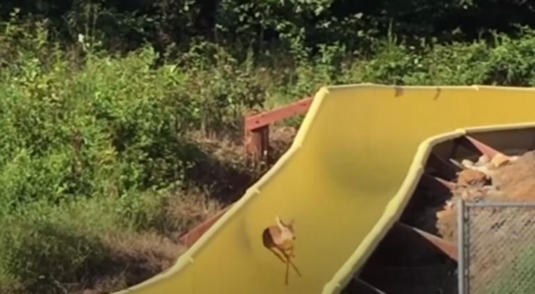 Deer's adventure on water slide