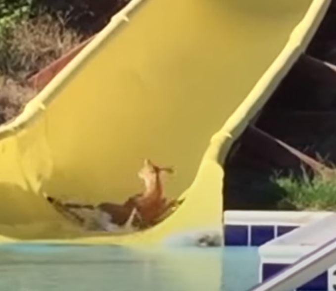 Deer on water slide