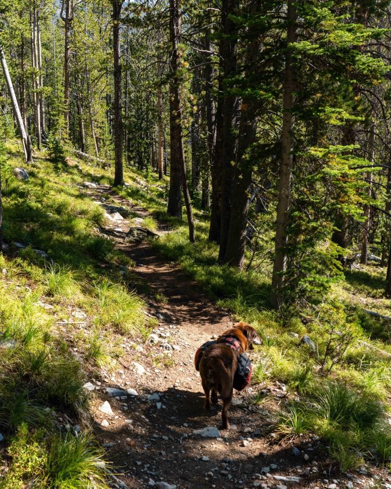 Dog on trail
