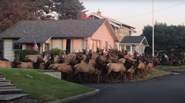 Elk herd in neighborhood