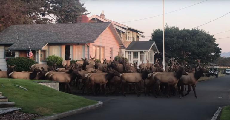 Huge elk herd in neighborhood