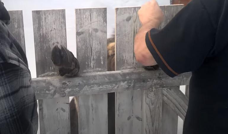Moose caught in fence