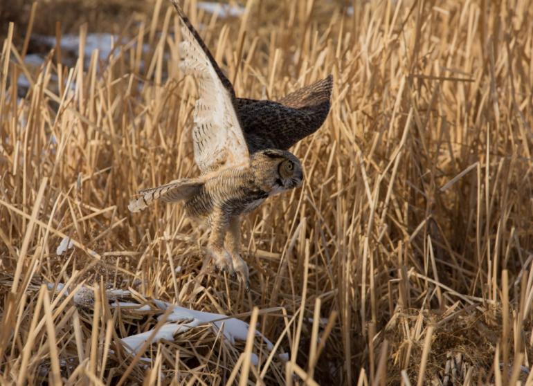 Great Horned Owl