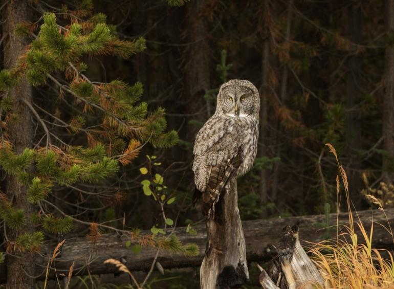 Great Gray Owl