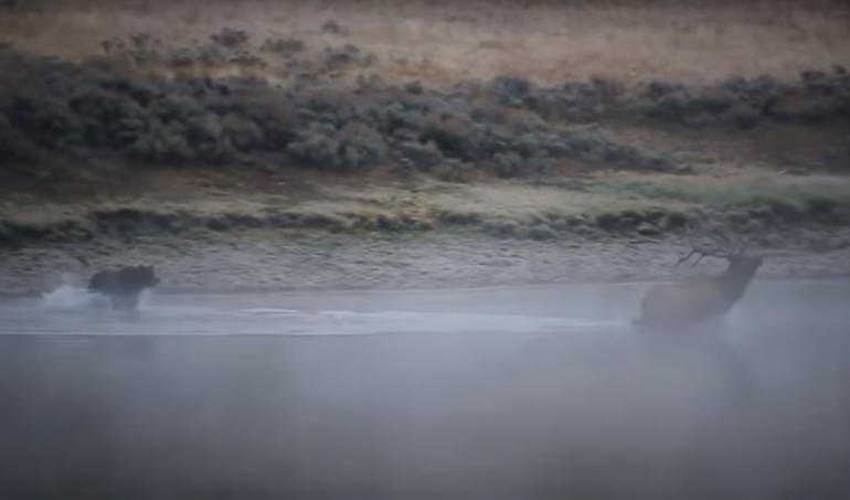 Elk vs. Grizzly in the Yellowstone River