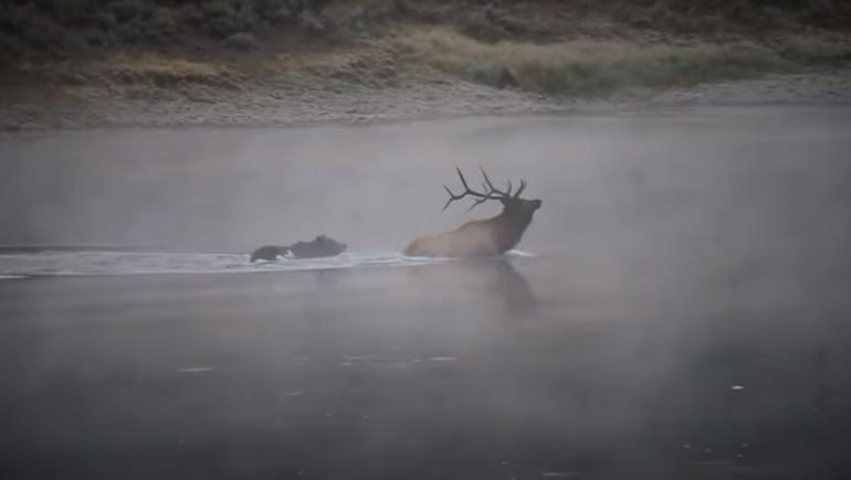 As the elk forges across the river, the bear quickly closes in, and the elk is forced to turn and face the existential threat head-on, using his rack to try and fend the bear off. He only gets one chance, and the lucky grizzly easily slips past the antlers, immediately latching onto the elk's back and clamping down with his powerful jaws. Scientists have estimated that a grizzly bite is powerful enough to crush a bowling ball.