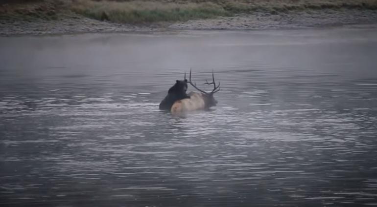 Elk vs. Grizzly in the Yellowstone River