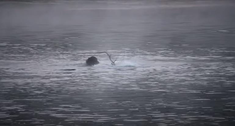 Elk vs. Grizzly in the Yellowstone River