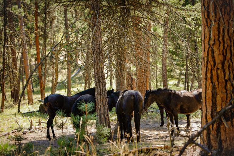 The Wild Horses of Wild Horse Island