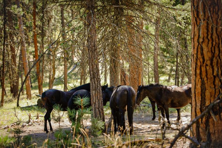Where Wild Horses Roam: A Journey to Montana's Wild Horse Island State Park