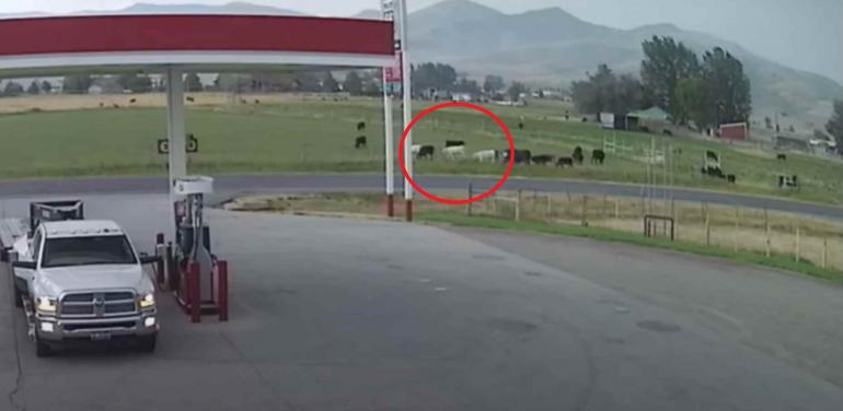 Cow struck by lightning in field