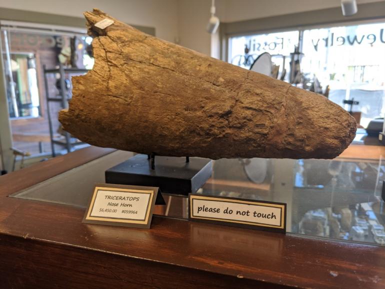 Triceratops Horn