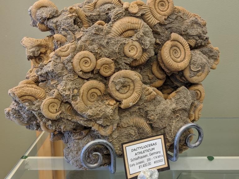Fossil seashells