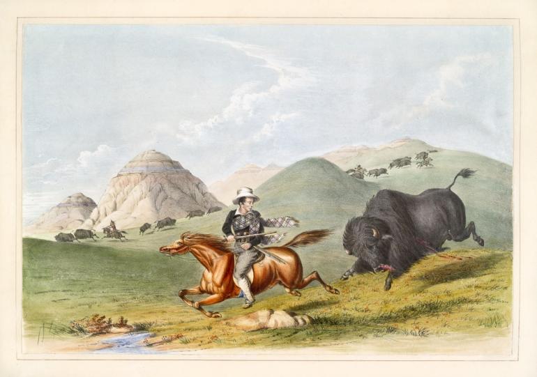Injured buffalo chases man, vintage illustration