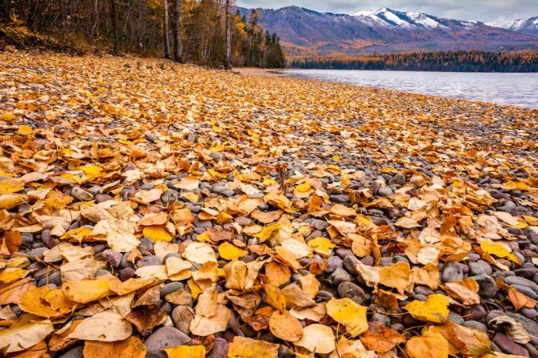 Leaves on Lake McDonald