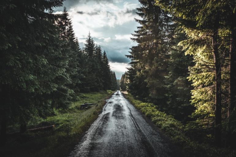 Moody road through forest