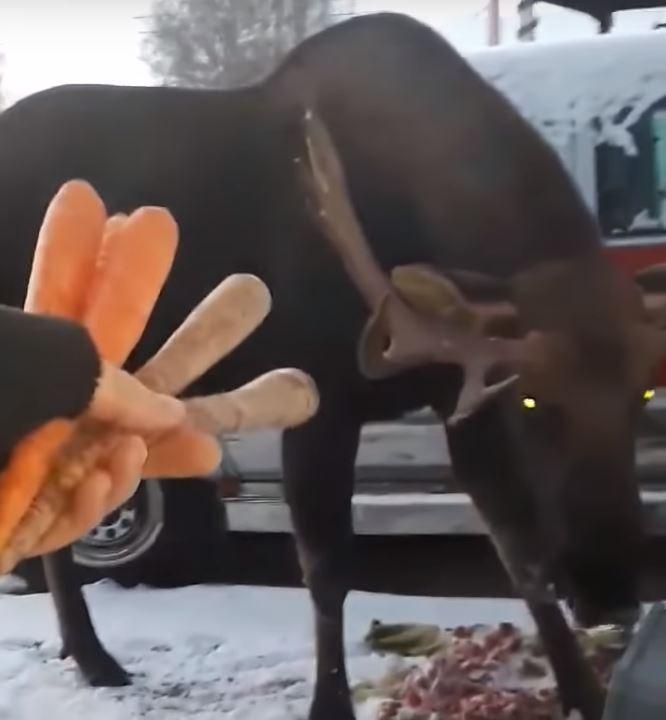 Please Do Not Feed The Moose